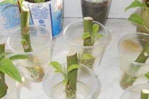 Reproducerea Brugmansia.  Butași sau semințe?  Secretele creșterii Brugmansia în teren deschis Brugmansia cum să pregătiți solul pentru plantare